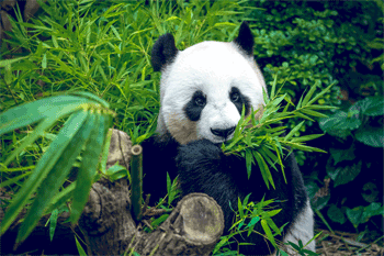 Google Panda: Now Part of Google’s Core Algorithm